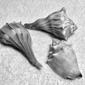 Meet your Posher, Leslie